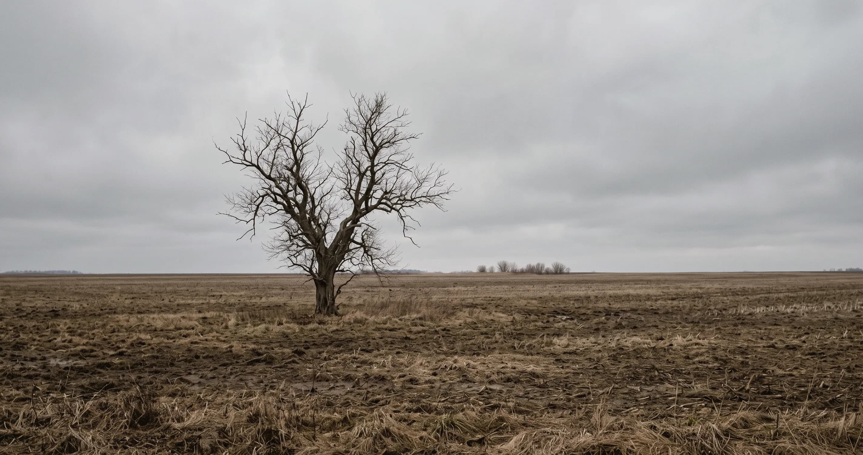 A bare winter tree in an empty field under a flat grey sky.