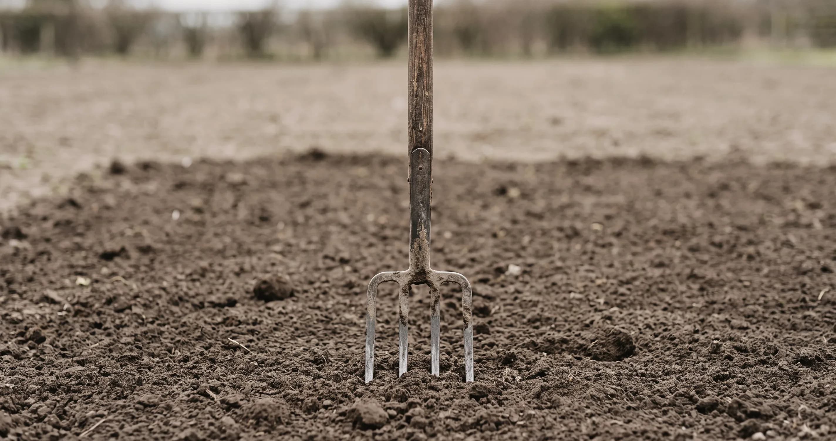 A garden fork standing in a cleared bed of soil.